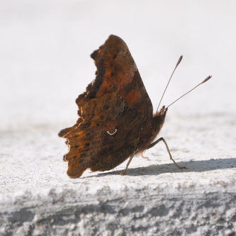 det%20hvide%20C%20%286%29